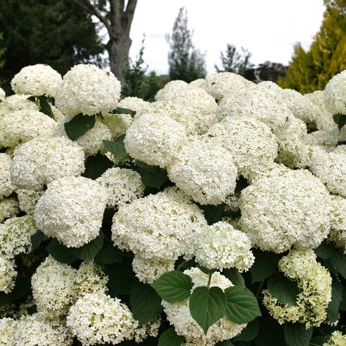 Hydrangea Storm Proof