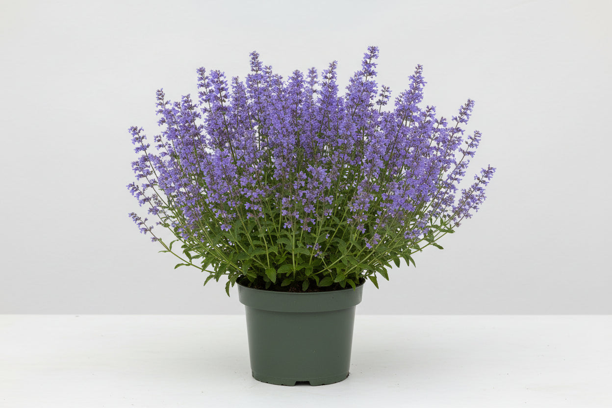 Nepeta Catmint Summer Magic