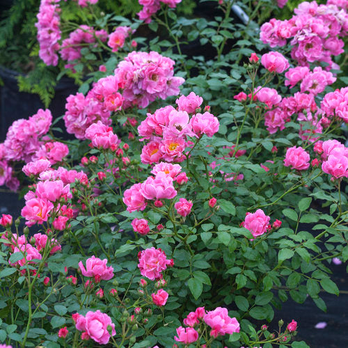 Rose Oso Easy Double Pink