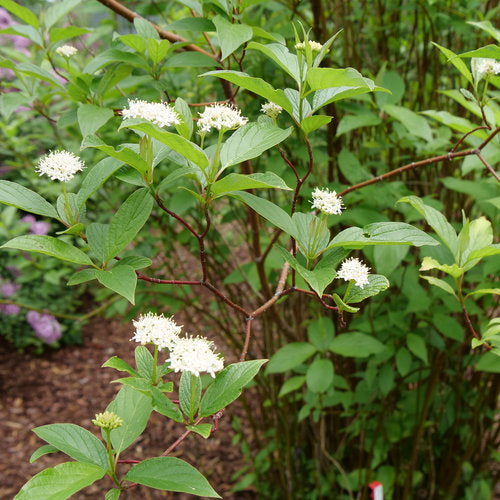 Arctic Fire Dogwood, Cornus stolonifera