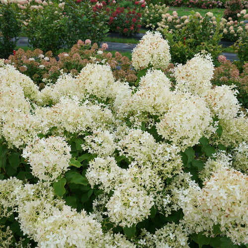 Hydrangea Puffer Fish