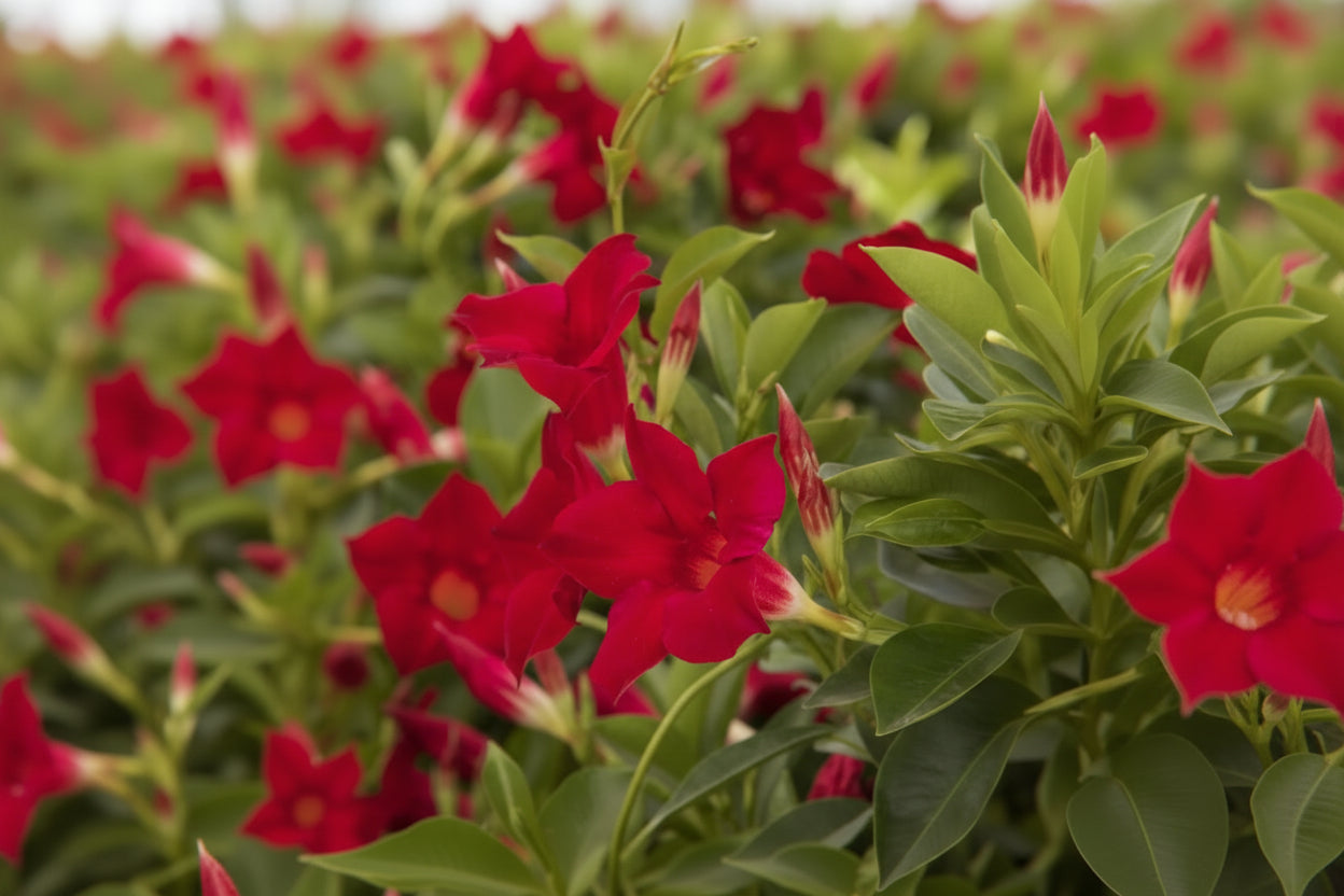 Mandevilla Dipladenia Sun Parasol OG Crimson - 11" Hanging Basket