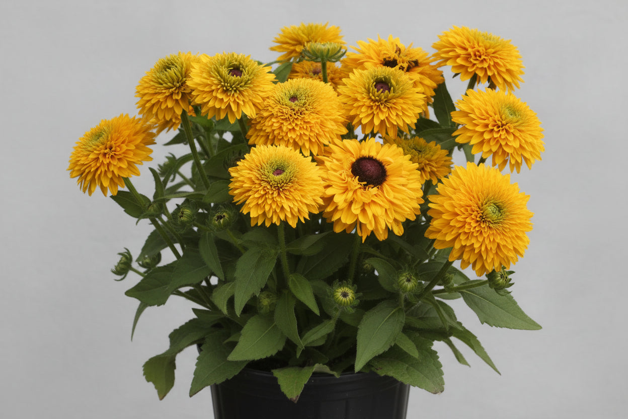 Rudbeckia Black Eyed Susan Sunbeckia Maya