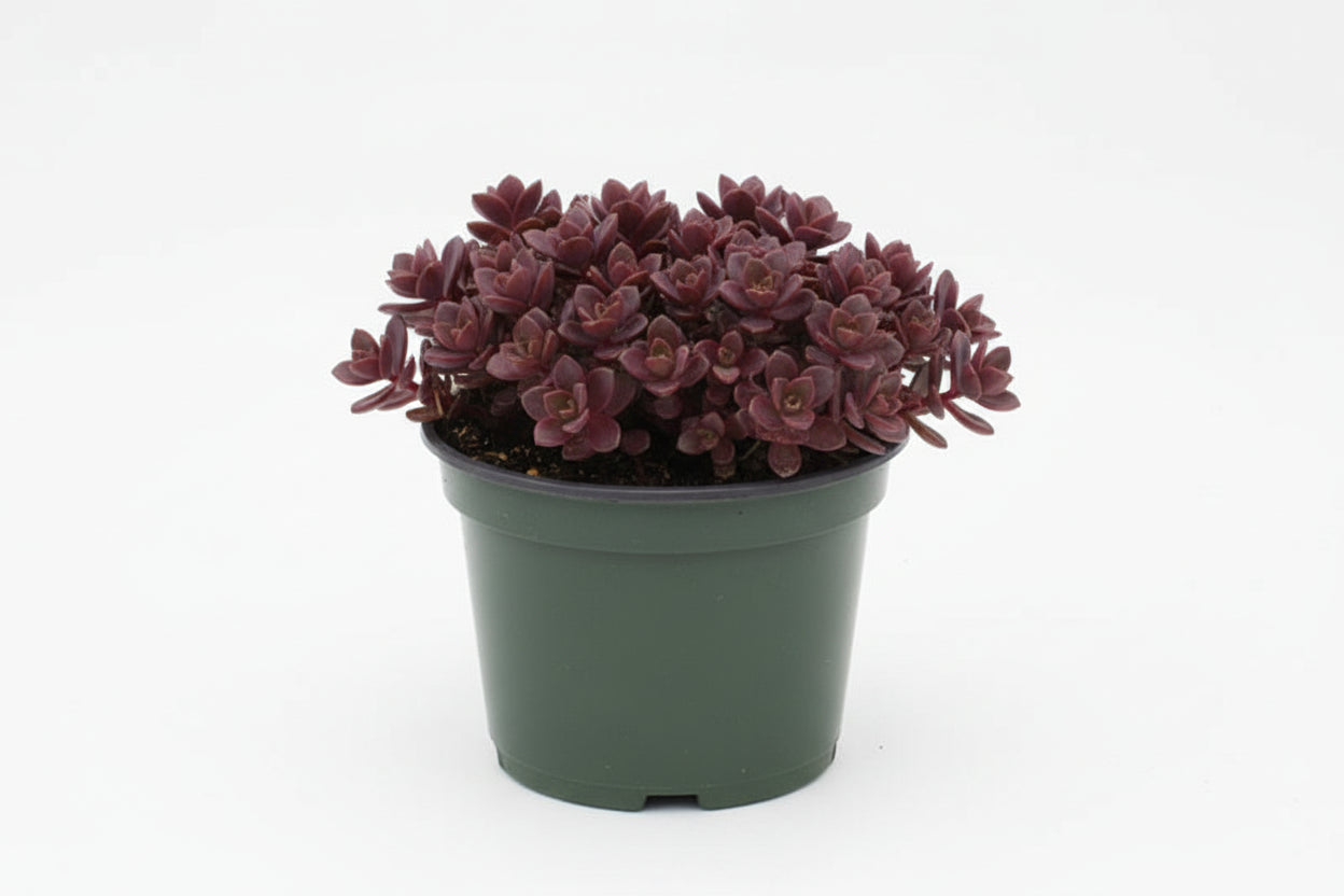 Sedum Stonecrop Sunsparkler Firecracker - 6