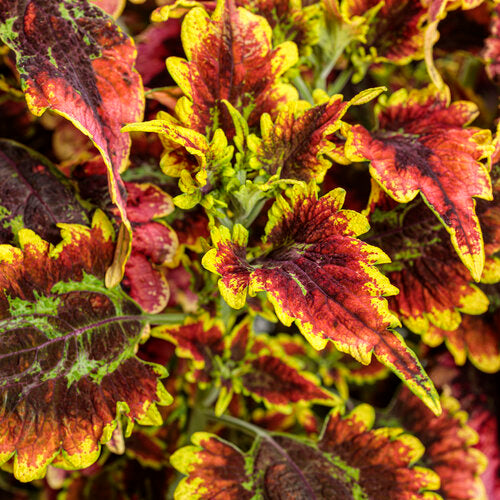 Coleus Colorblaze El Brighto - 4.25" Proven Winners Annual