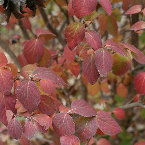 Viburnum Spice Girl