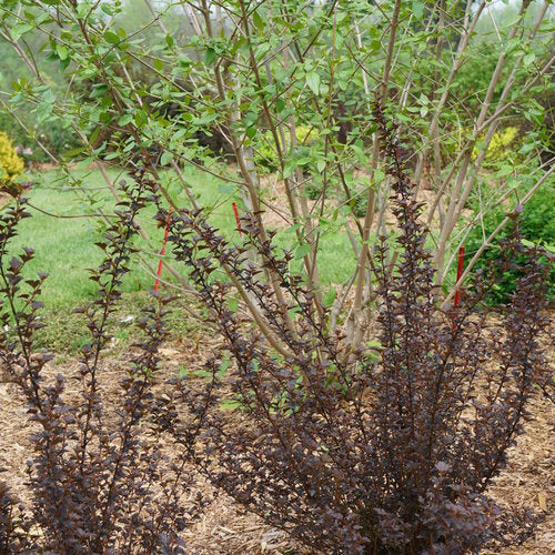 Physocarpus Summer Wine Black