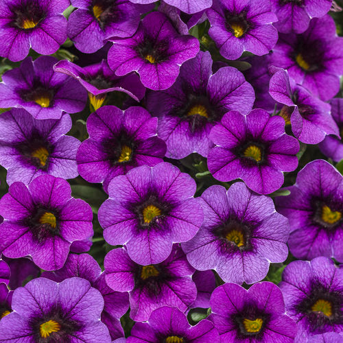 Calibrachoa Superbells Grape Punch - 4.25" Proven Winners Annual