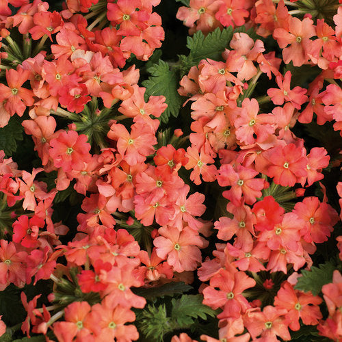 Verbena Superbena Peachy Keen - 4.25" Proven Winners Annual