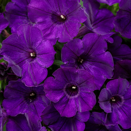Petunia Supertunia Royal Velvet - 4.25" Proven Winners Annual