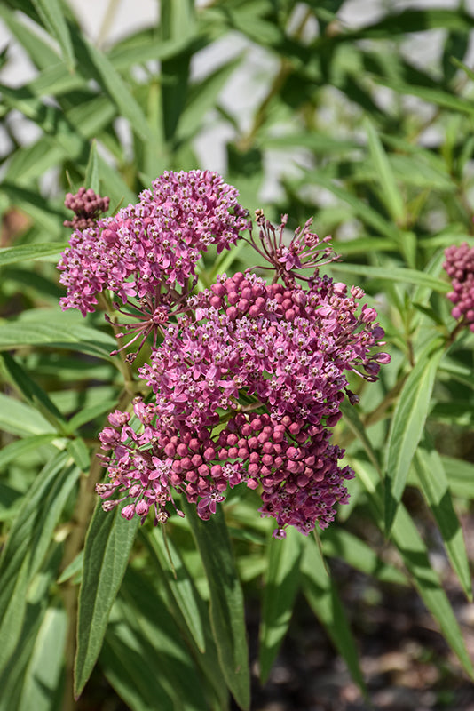 Asclepias Swamp Milkweed Incarnata