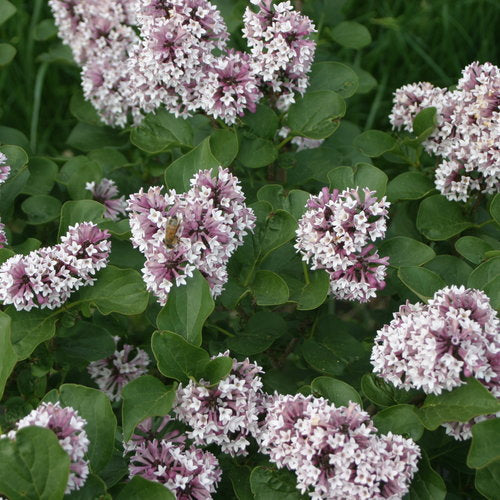 Syringa Baby Kim