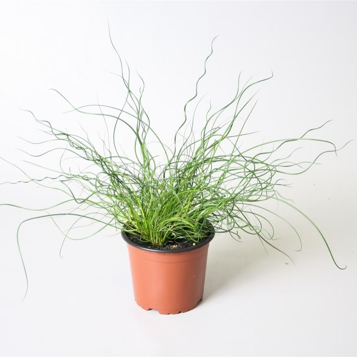 Juncus effusus 'Spiralis' - 8" Hanging Basket