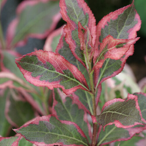 Weigela My Monet