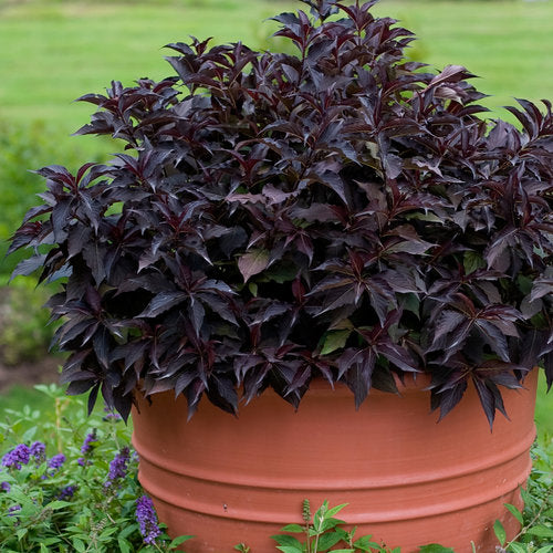 Weigela Spilled Wine