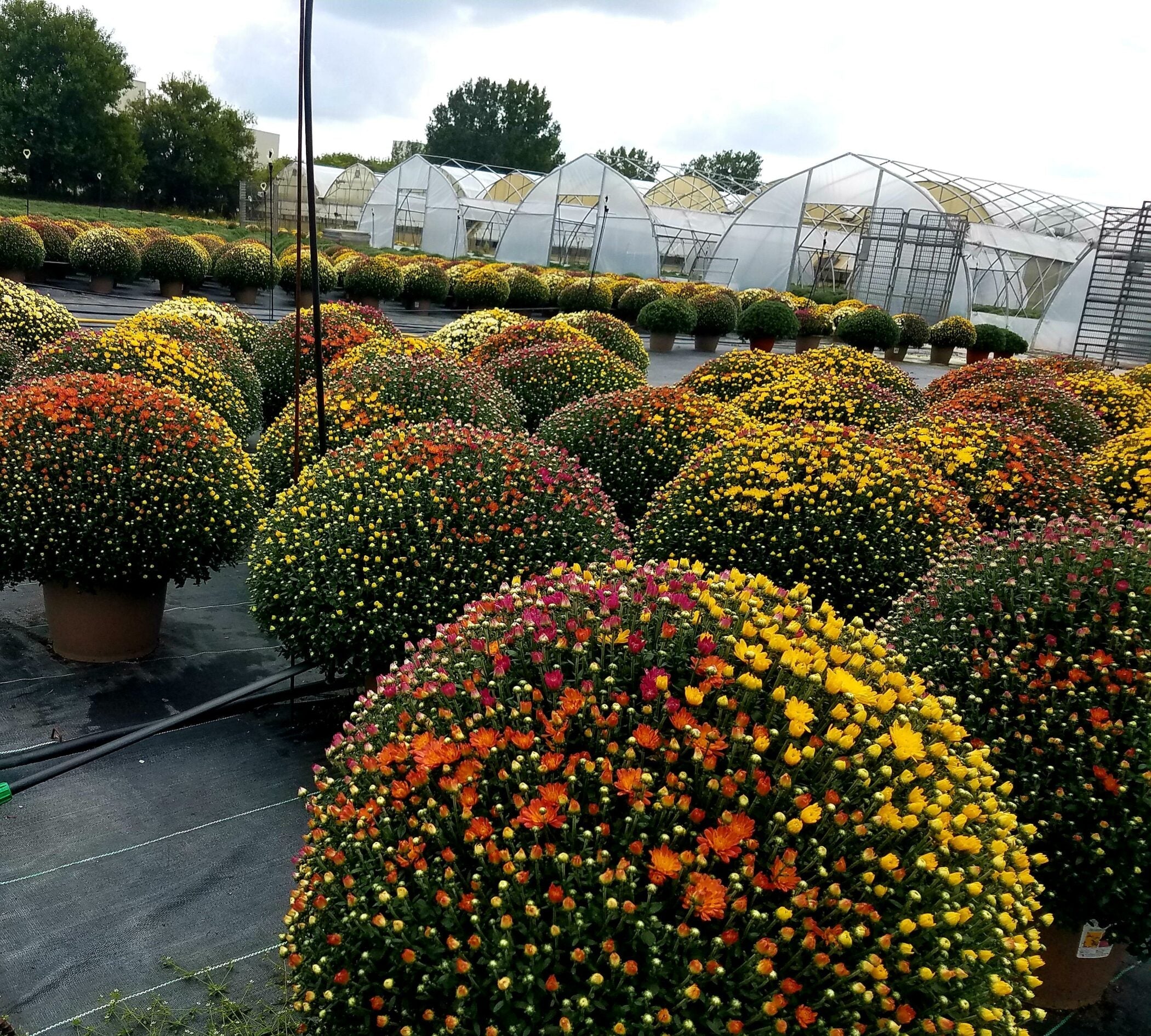 Kingsbury Grown Garden Mums: The Superior Choice for Fall Bedding and Container Gardening