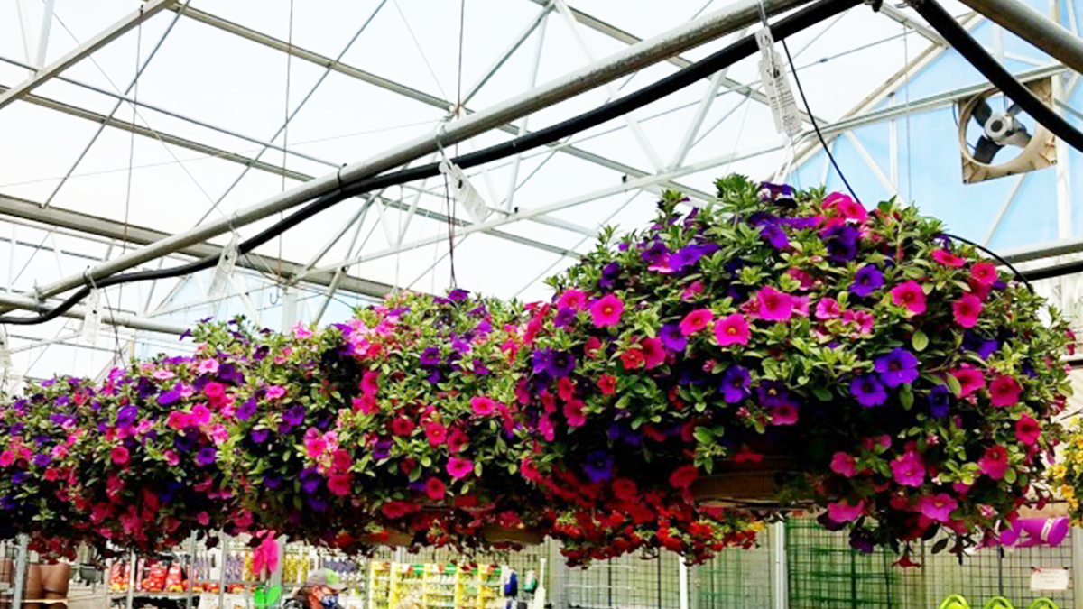 Versatility of Hanging Baskets