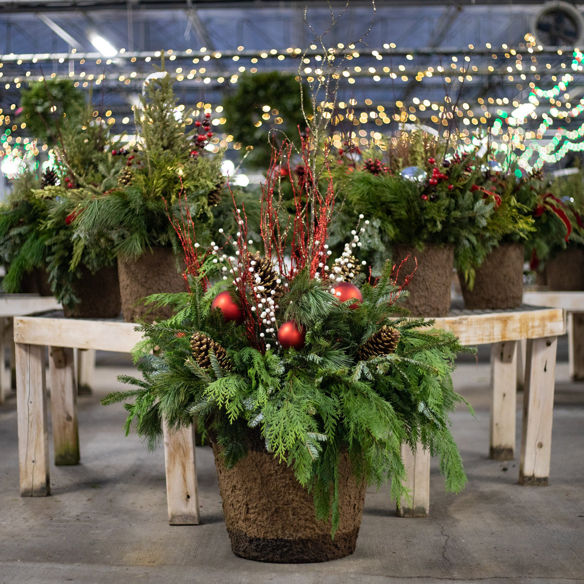 BIG Announcement! AKA Grower Outlet Now Growing Holiday Offerings and Open Thru December!