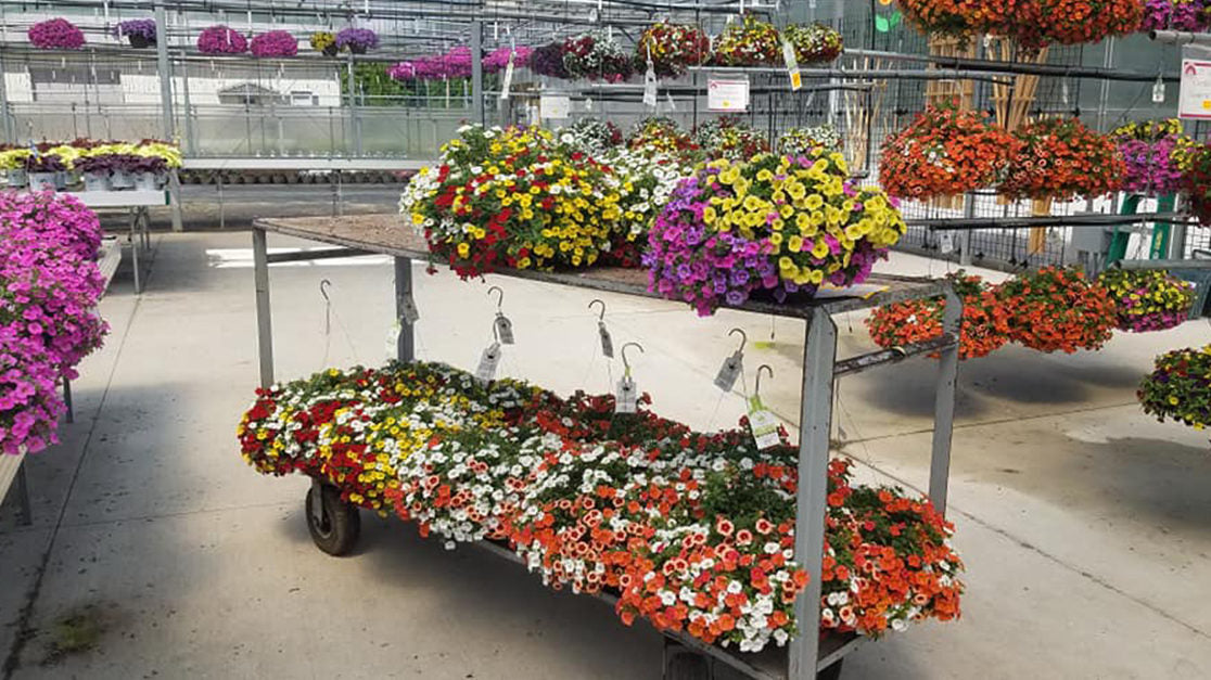 Behind the Scenes at Blooms Greenhouse