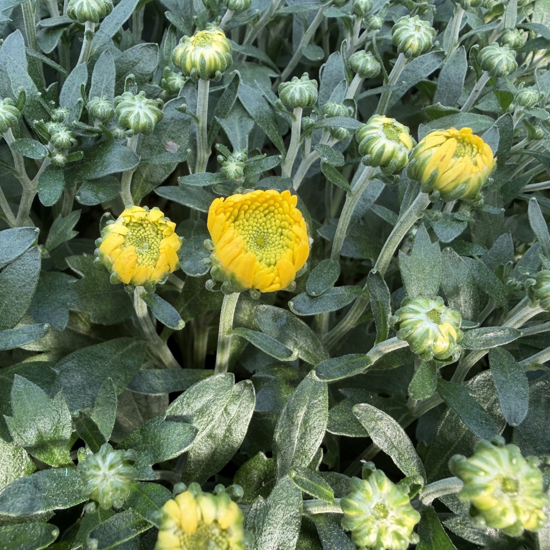 Peaking Mums (Stage 4 of 6)