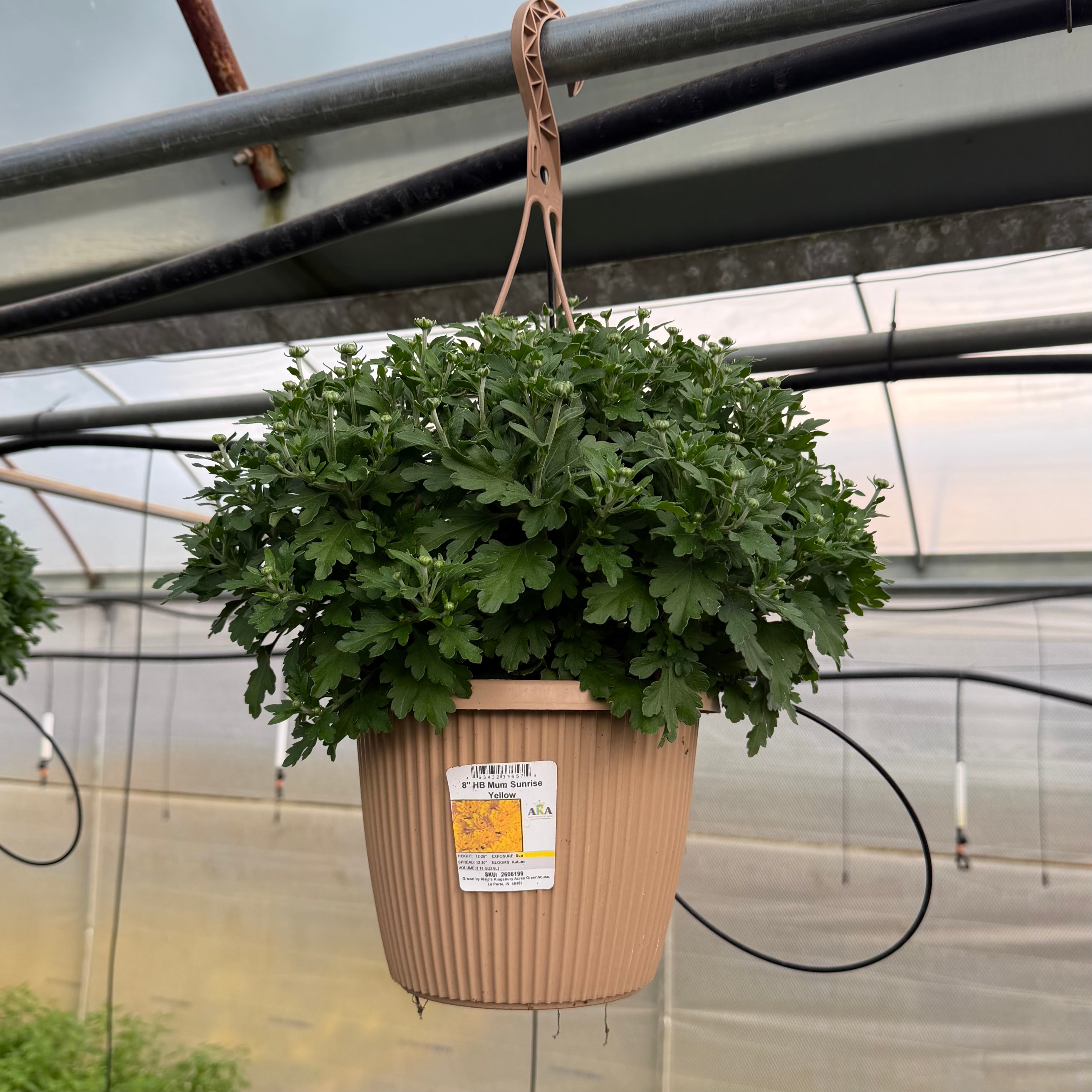 8" Garden Mum Hanging Baskets