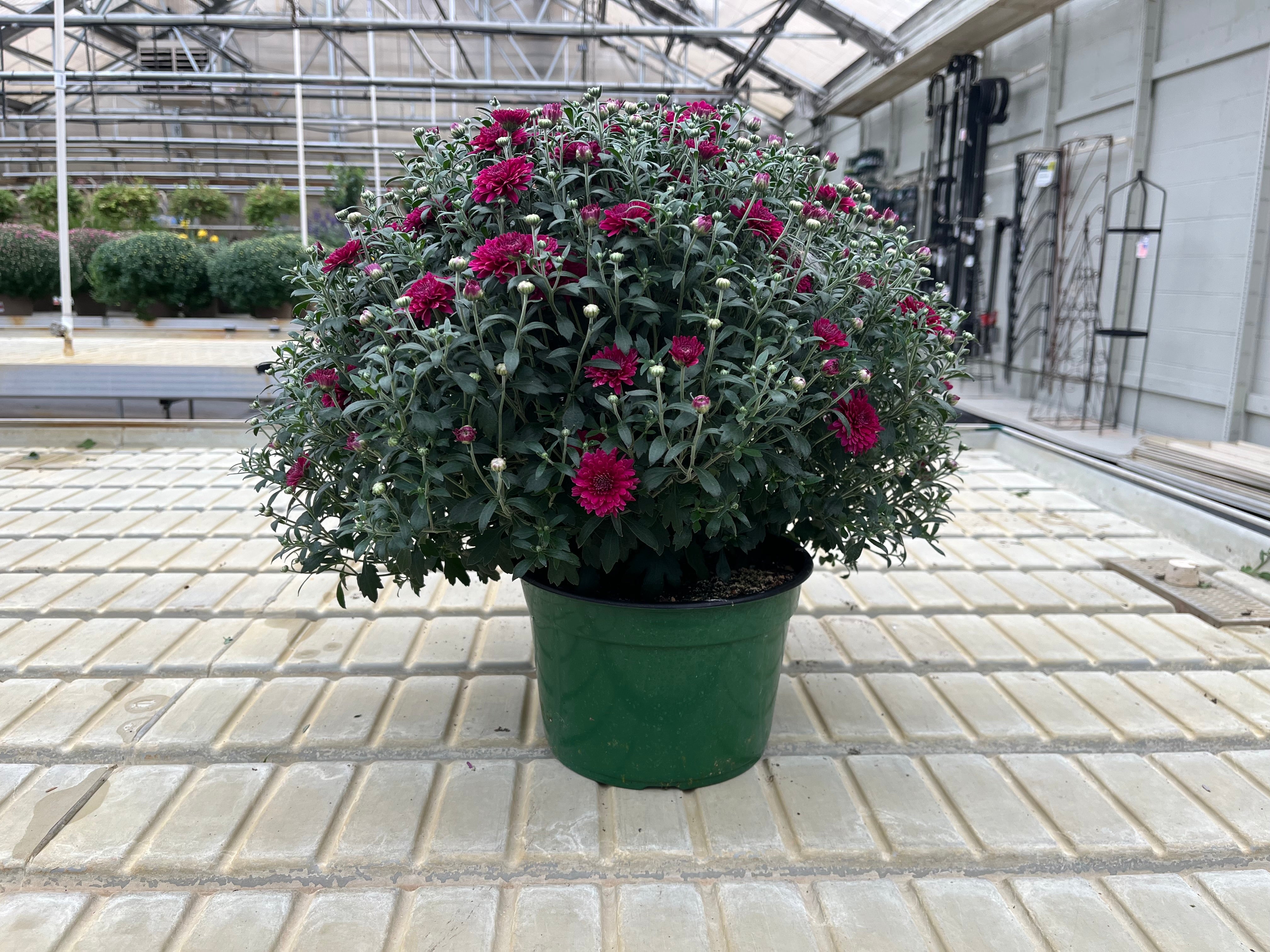 9"x6" Garden Mums