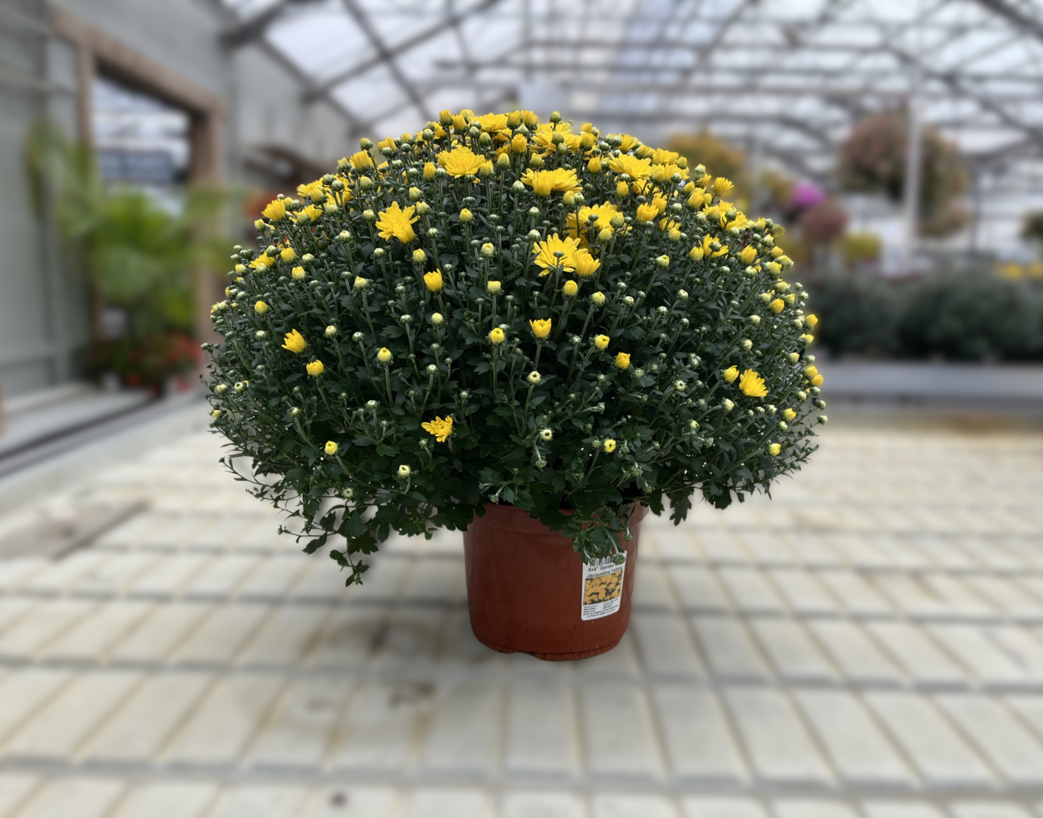 8"x6" Garden Mums