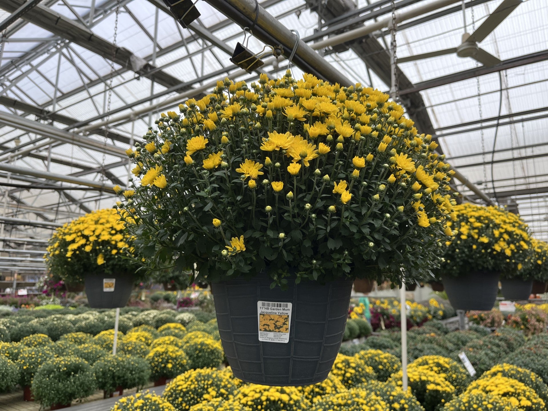11" Garden Mum Hanging Baskets