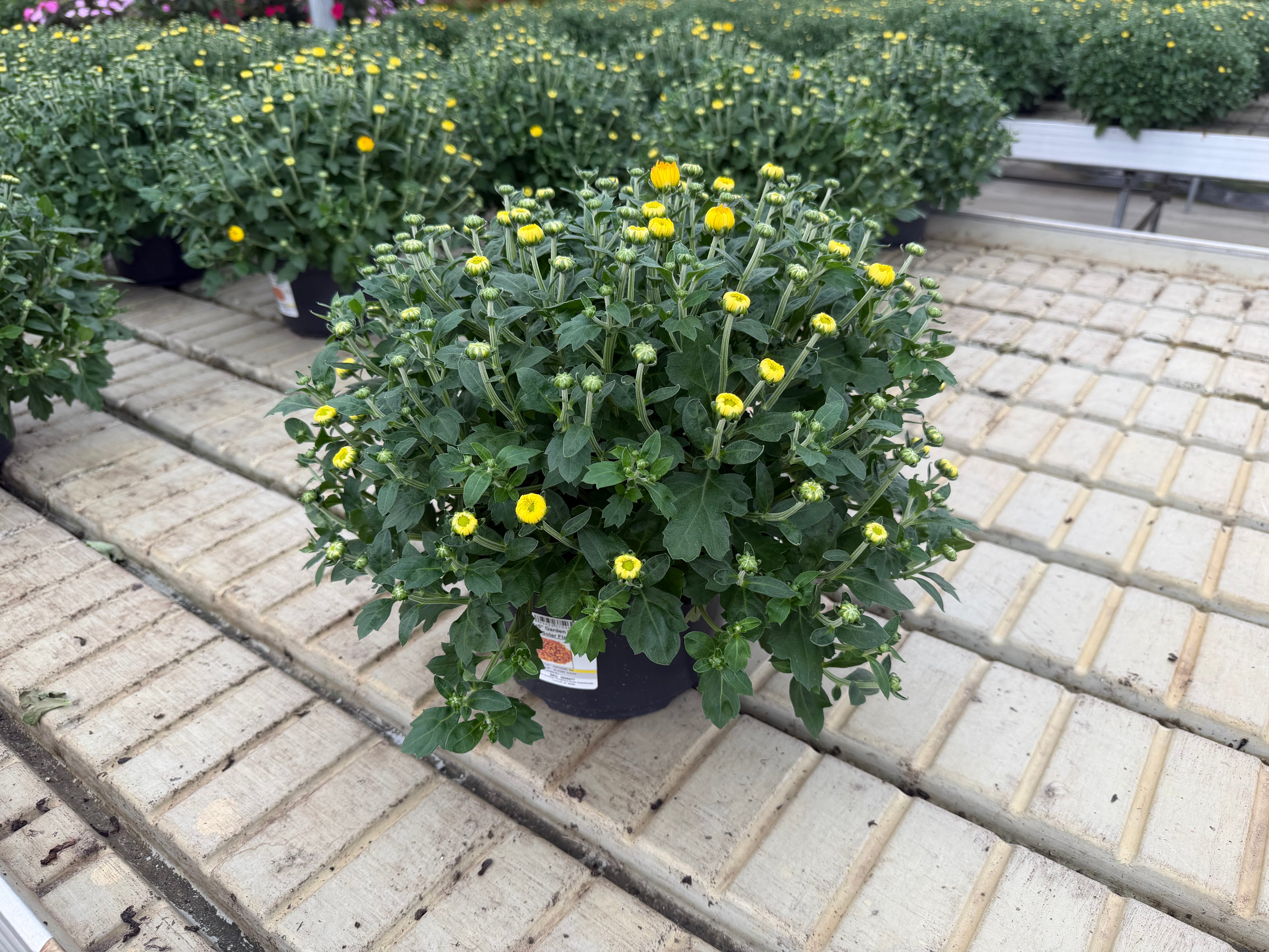 8"x5" Garden Mums