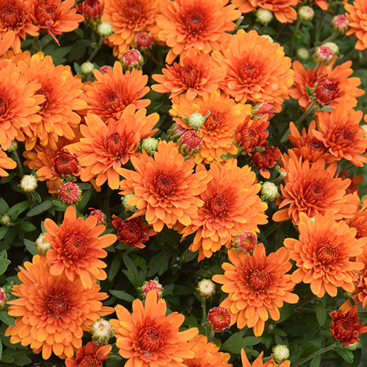 Full Color Mums (Stage 6 of 6)
