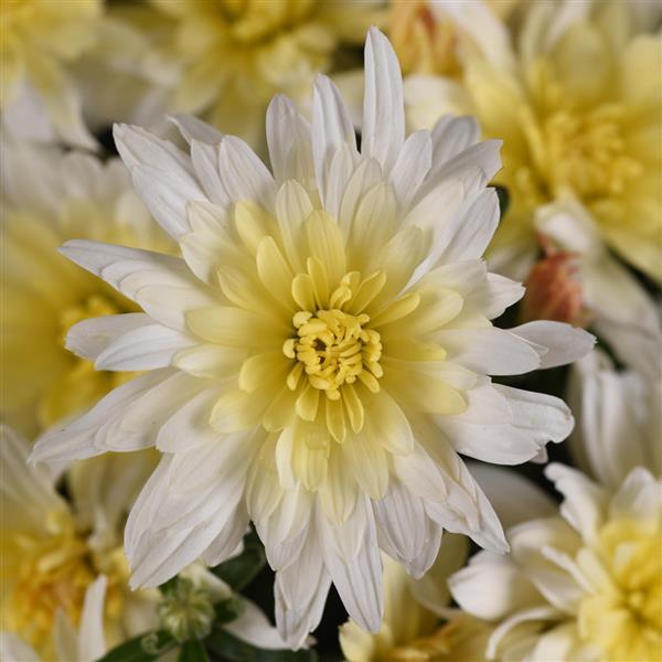 White Garden Mums