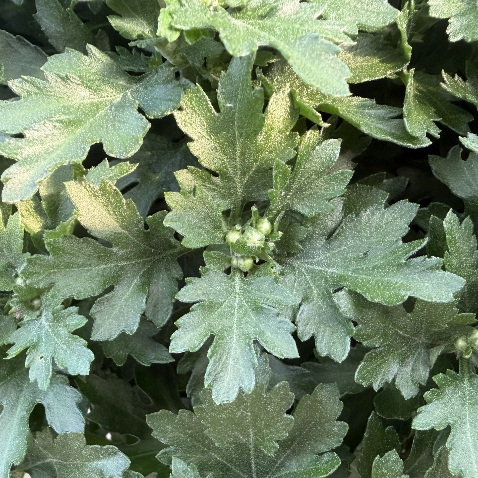 Small Budded Mums (Stage 2 of 6)