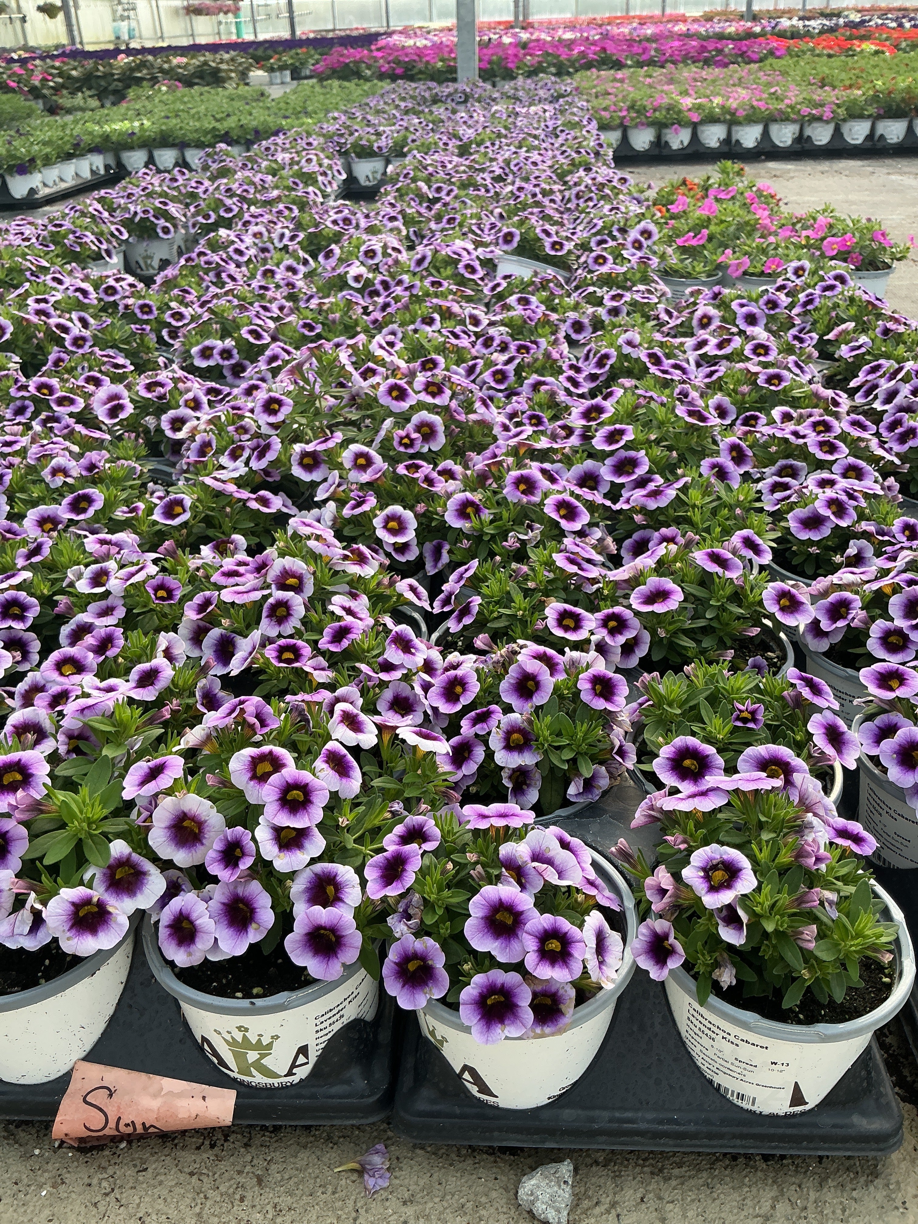 Calibrachoa Cabaret Lavender Kiss - 4.33" Premium Annual