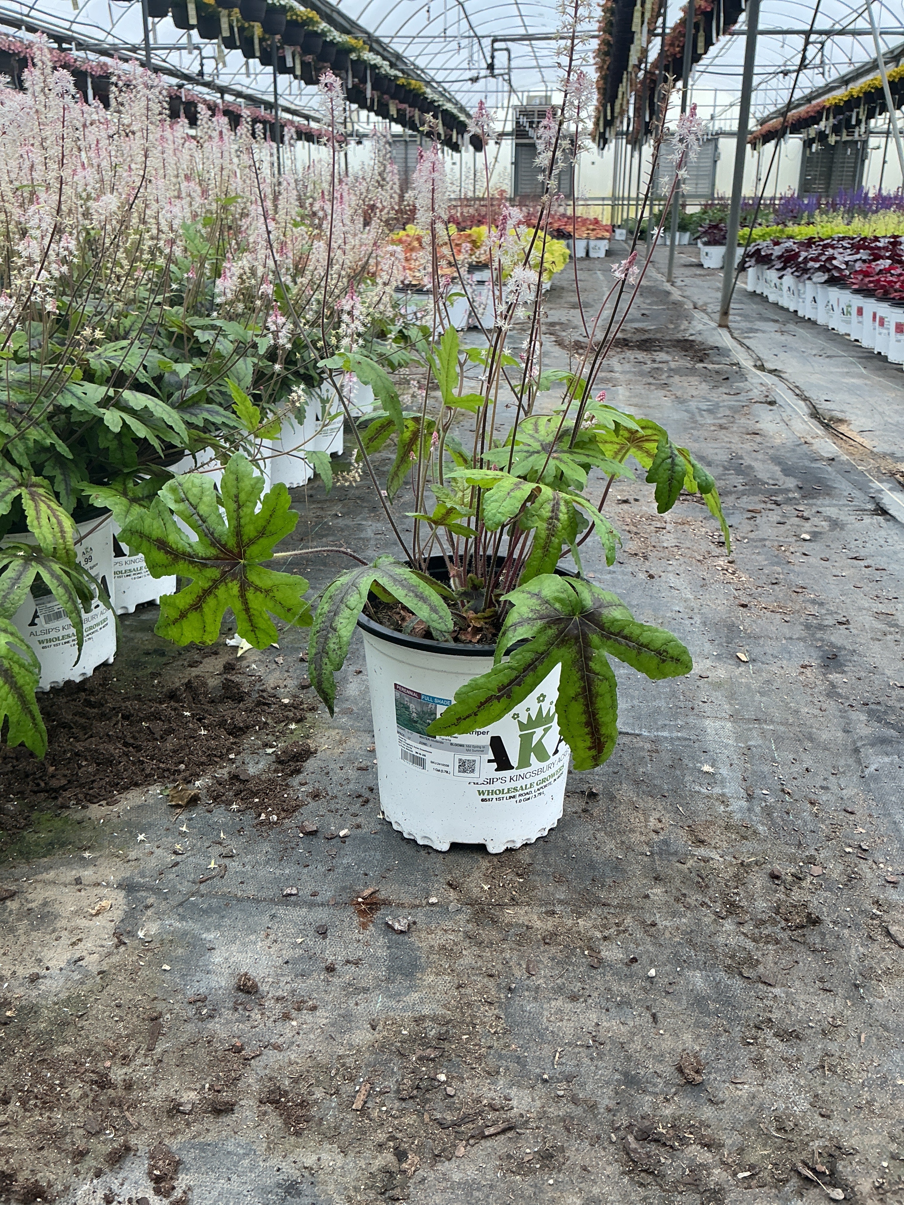 Tiarella Foam Flower Candy Striper