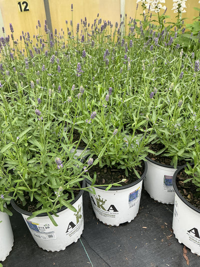 Lavandula Lavender Annet