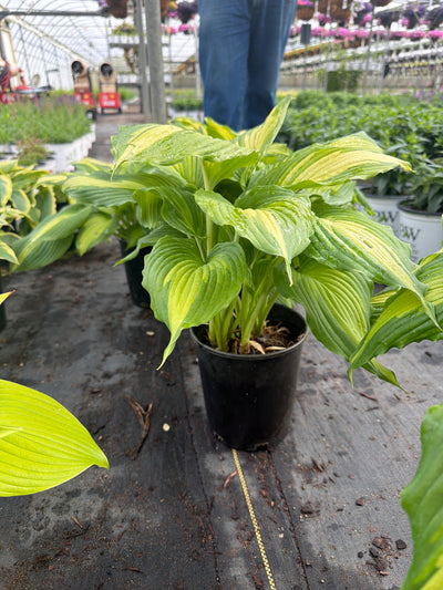 Hosta Plantain Lily Angel Falls