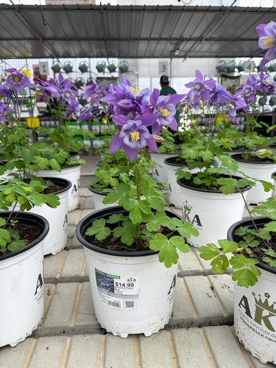 Aquilegia Columbine Early Bird Purple Blue