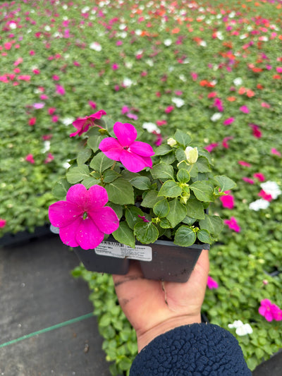 Impatiens Beacon Chicago Mix - 4 Pack Annual