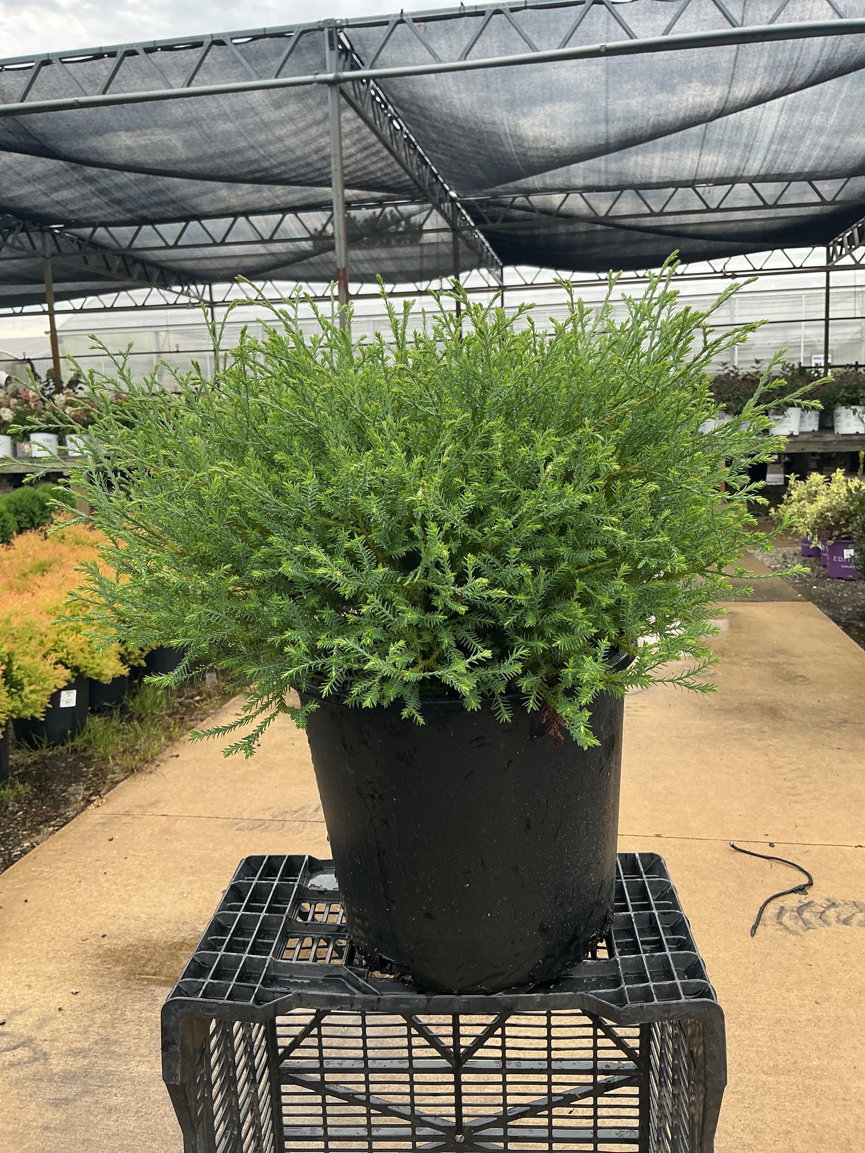 Thuja Mr. Bowling Ball