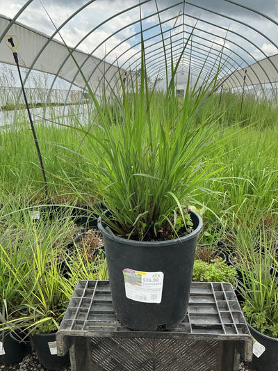 Andropogon Big Blue Stem Blackhawks