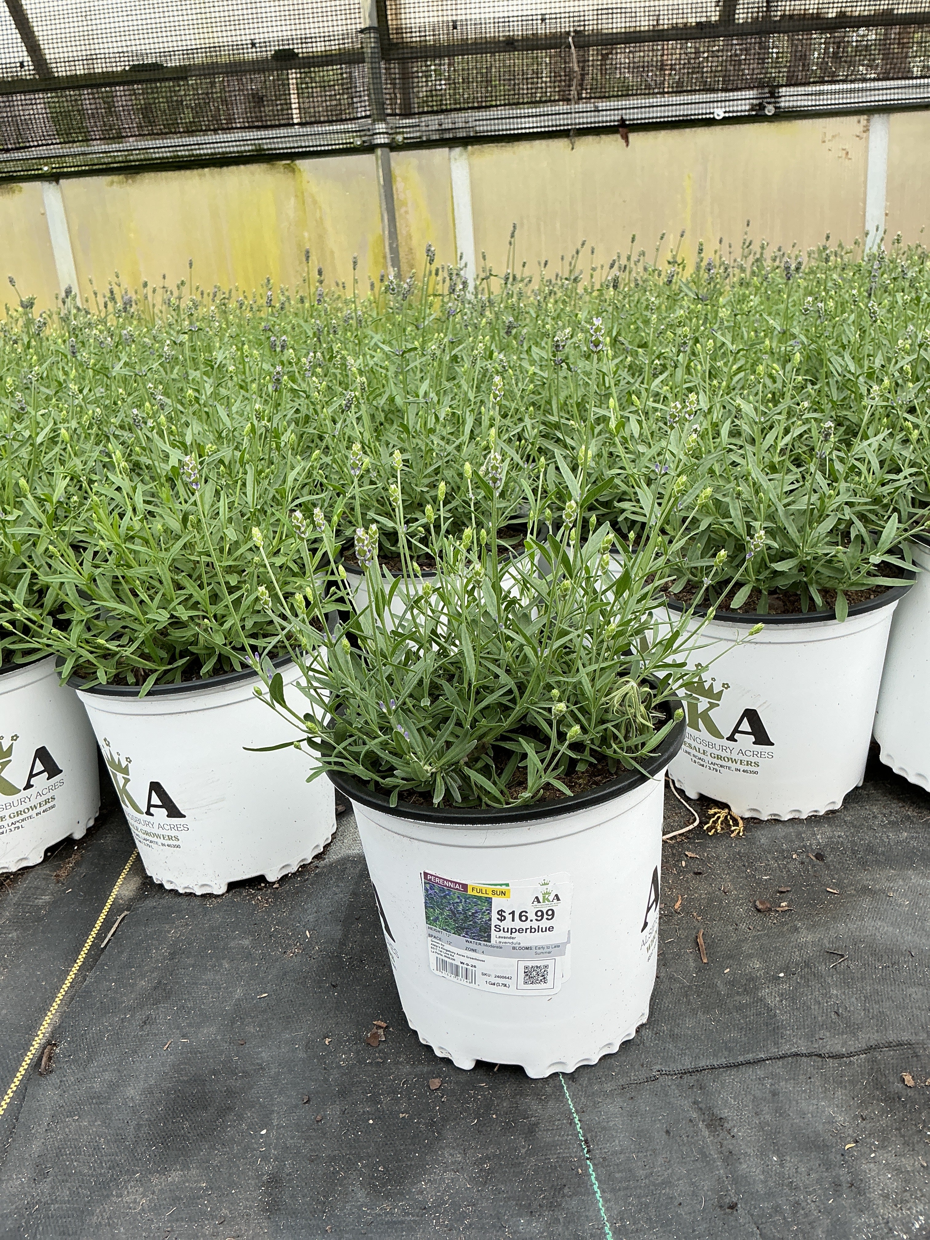 Lavandula Lavender Superblue