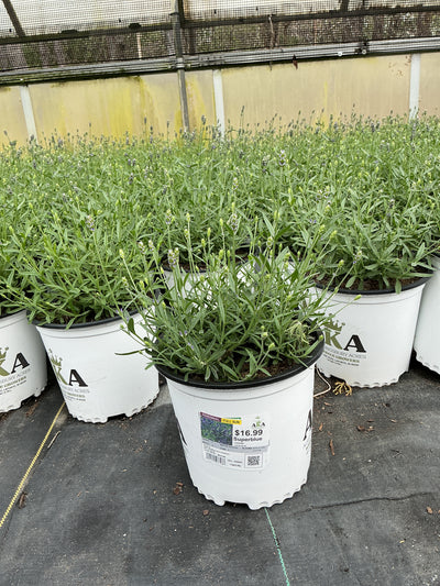 Lavandula Lavender Superblue