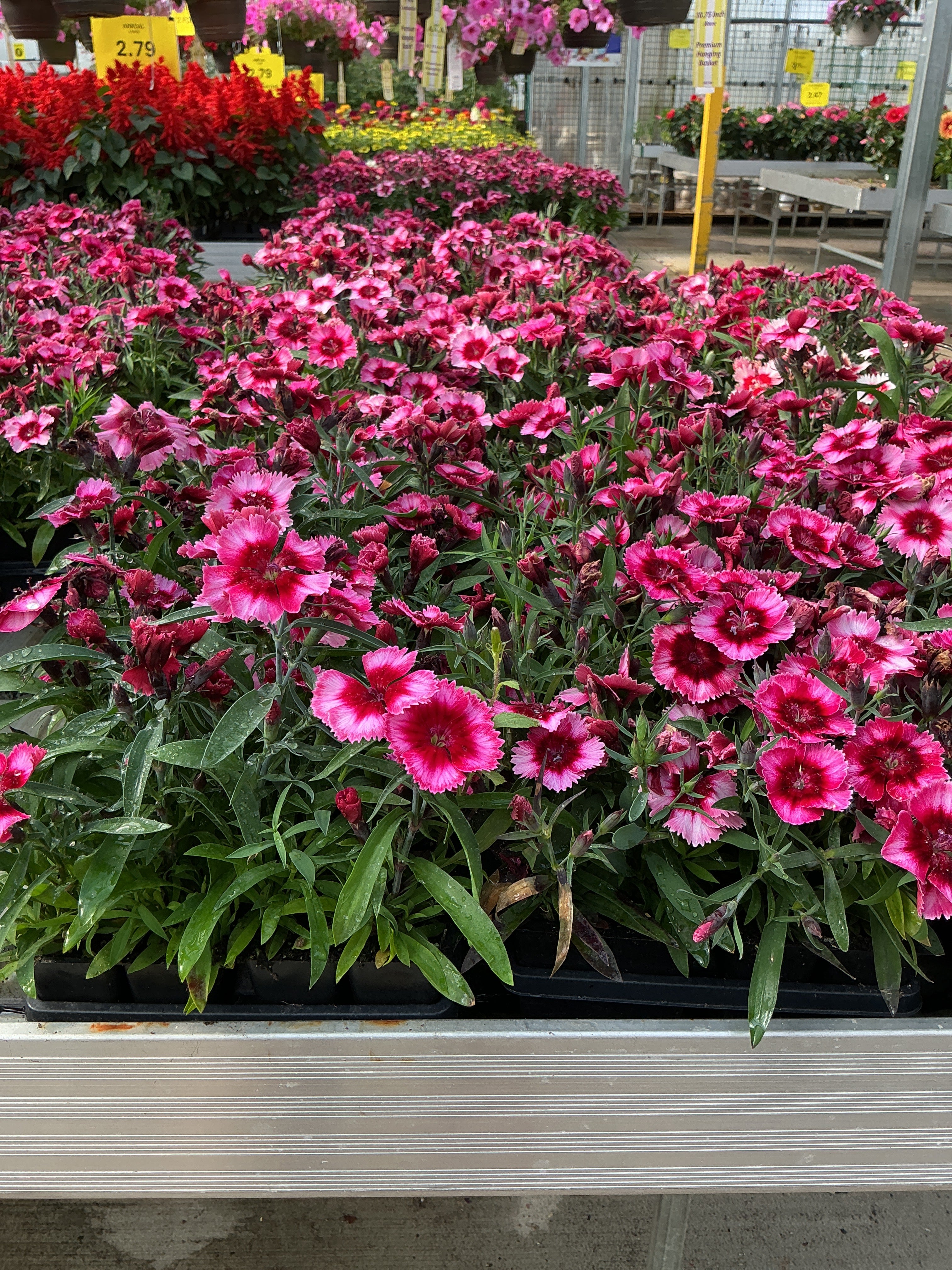 Dianthus Parfait Super Raspberry - 4 Pack Annual