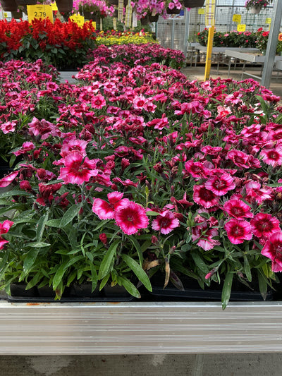 Dianthus Parfait Super Raspberry - 4 Pack Annual