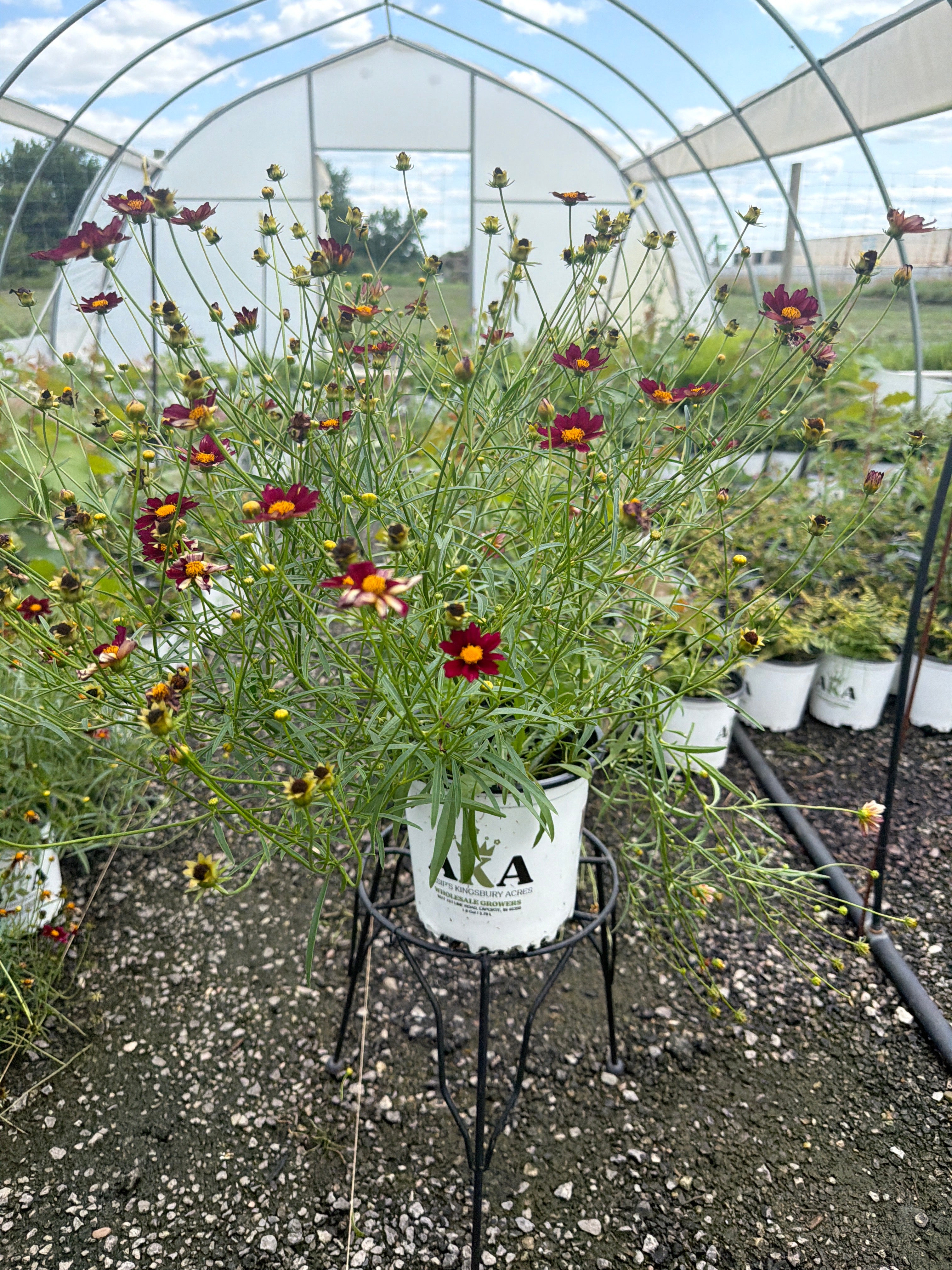 Coreopsis Tickseed Mercury Rising