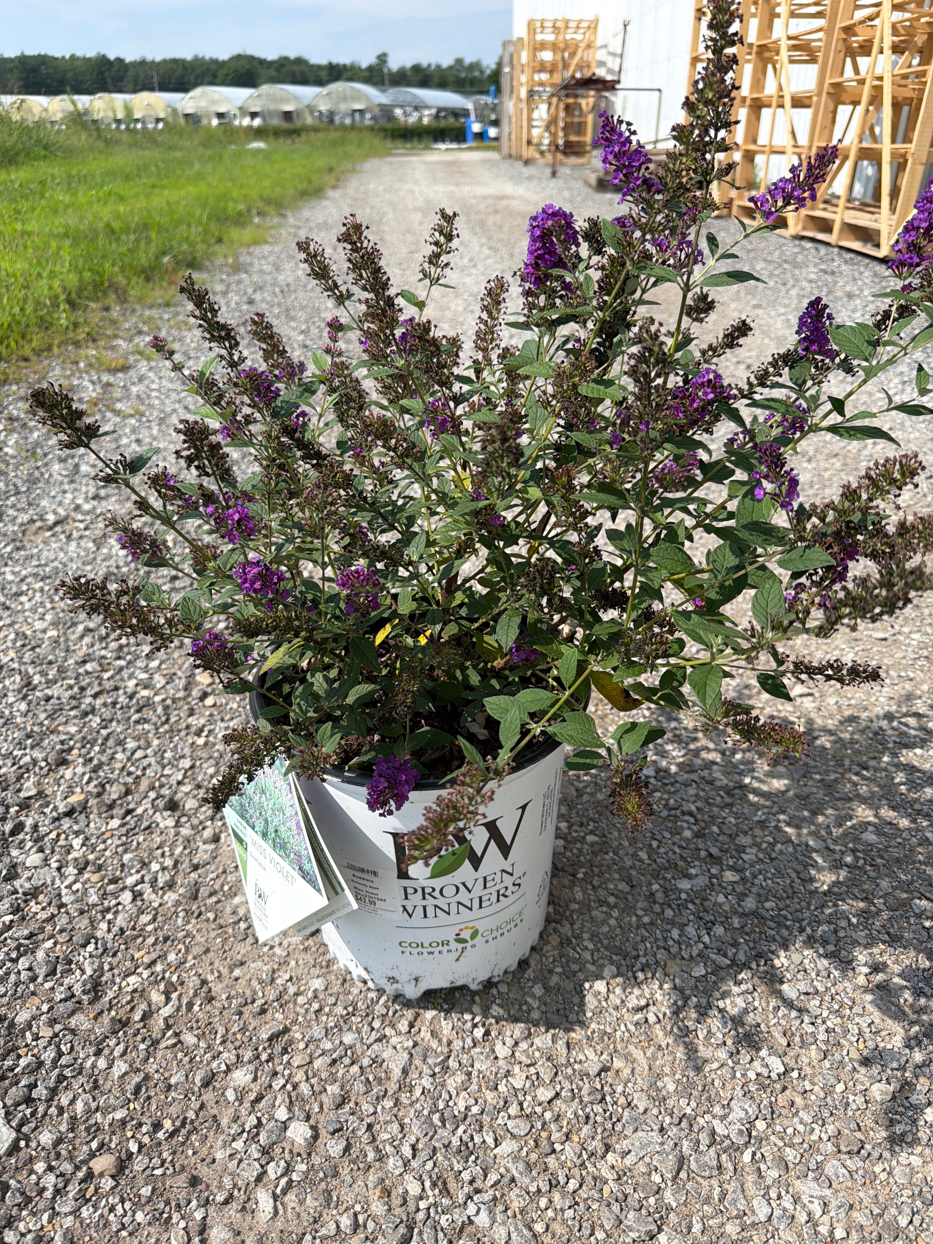 Buddleia Miss Violet