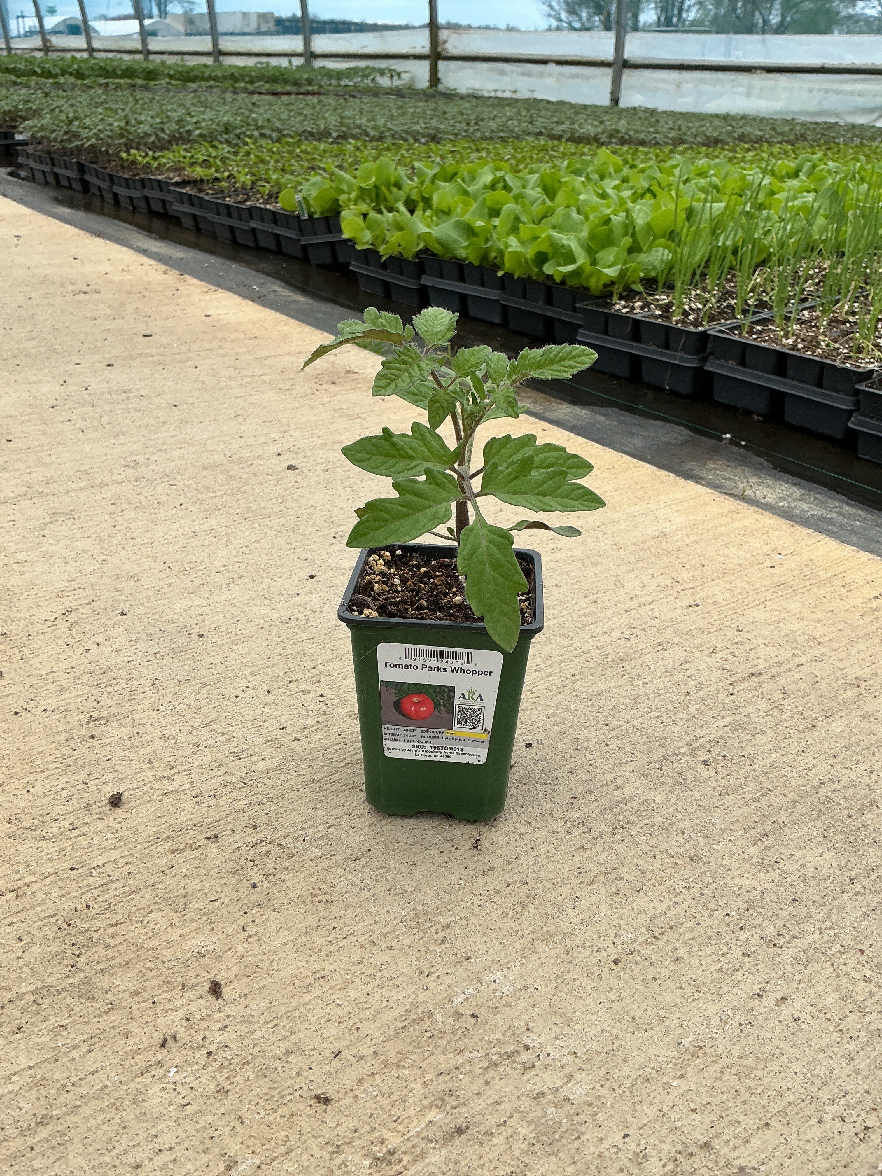 Tomato Parks Whopper - 4" Potted Vegetable