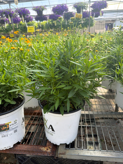 Coreopsis Tickseed Solanna Sunset Burst