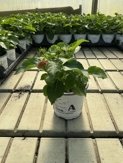 Lantana Shamrock Orange Flame - 4.33" Premium Annual