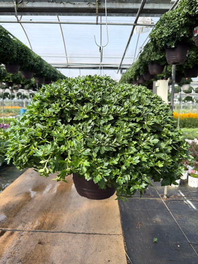Radiant Red - 11" Garden Mum Hanging Basket
